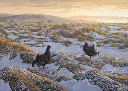 "Tails up" - Black grouse original oil painting on canvas by Martin Ridley